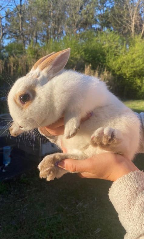 New Zealand Rabbit Rabbits For Sale Lumberton Nc 414368