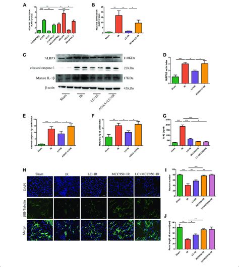 L Cys Ameliorated Myenteric Neuron Injury Caused By Ir Through The