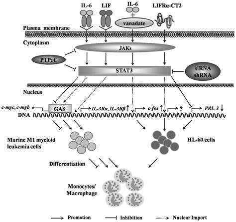 Roles Of Signal Transducer And Activator Of Transcription Stat In