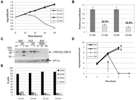 A Cumulative Growth Curves For Two Crk Rnai Clones C And C