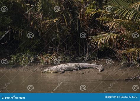 Crocodile in Sundarbans National Park in Bangladesh Stock Photo - Image ...