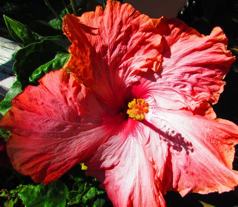 Kissing Giant hibiscus.