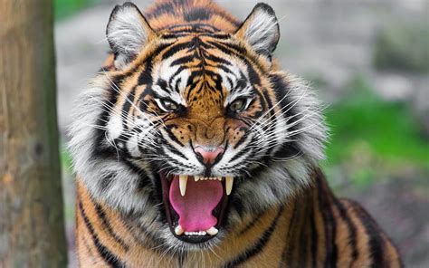 HD Wallpaper Ferocious Tiger Wallpaper Flare