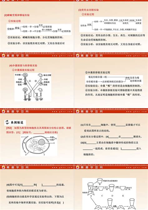 2011年高考生物一轮复习同步课件必修1：第3章 第1、3节 细胞膜——系统的边界 细胞核——系统的控制中心ppt卡卡办公