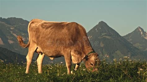 Las Vacas Pastan En Un Prado Pasto Bovino En Un Campo Verde Ganado