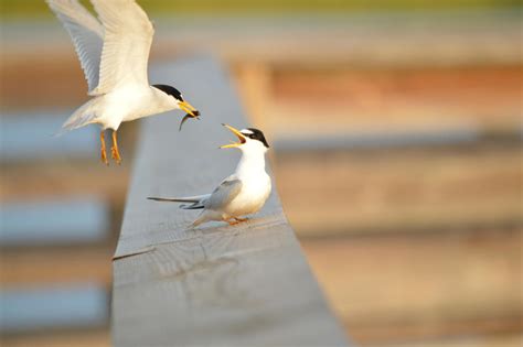 The Magnuson-Stevens Act | Audubon Connecticut