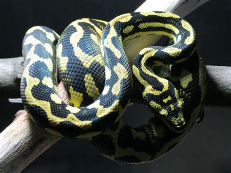 Boa Constrictor Morphs – 19 Morph List, Pictures & Descriptions