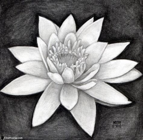 How To Draw A Water Lily