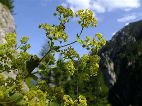 Alchemilla Mollis Rosaceae Image 56487 At PhytoImages Siu Edu