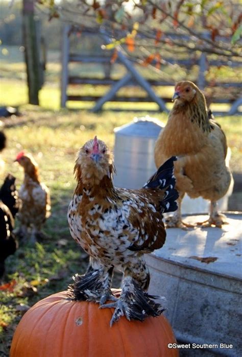 Updates From The Chicken Coop Chicken Coop Chicken Breeds Homestead Chickens