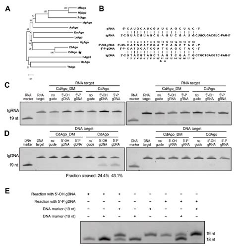 CdAgo Exhibits Exclusively DNA Guided DNA Cleavage Activity At 37 C