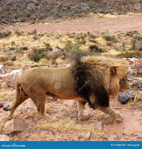 Le Lion Est Le Plus Grand Prédateur Terrestre De L Afrique Photo stock