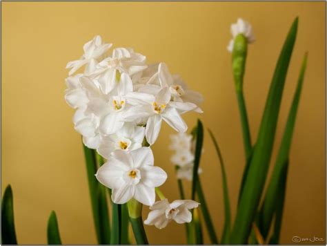 Free Images Blossom White Flower Purple Petal Botany Flora