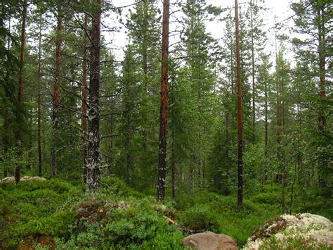 trees and rocks Fulufjället National Park Dalarna Sweden Flickr