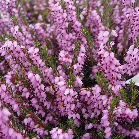 Pink Spring Heather Van Wilgen S Garden Center