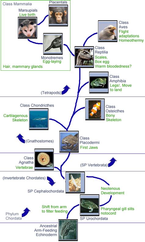 Phylum Chordata