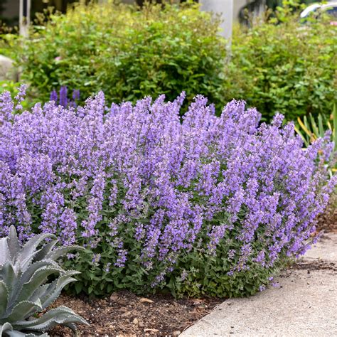 Nepeta faassenii Cat's Meow - Catmint – New Blooms Nursery
