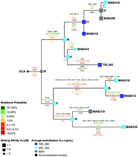 Mab Binding To Gb Ectodomain And Cmv Neutralization Improved Along Download Scientific Diagram