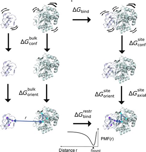 Computational Prediction Of Proteinprotein Binding Affinities