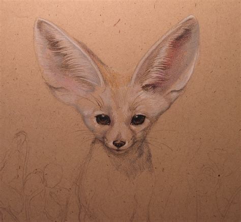 Fennec Fox Drawing By Esther Garcia Of Butterfat Studios Chicago Fox