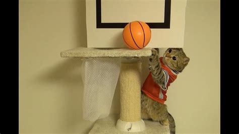 バスケをする猫達 ダンクとゴールを決める Cats Playing Basket Ball Get A Goal And Dunk Youtube