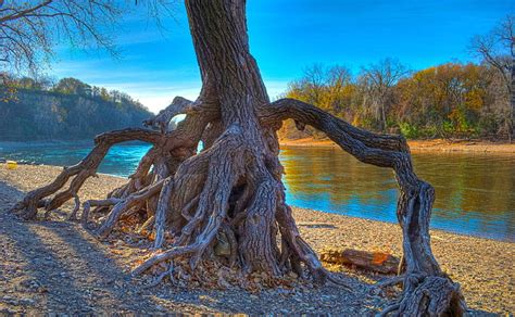 Hd Wallpaper Rooted Mississippi River At Hidden Falls Brown Tree