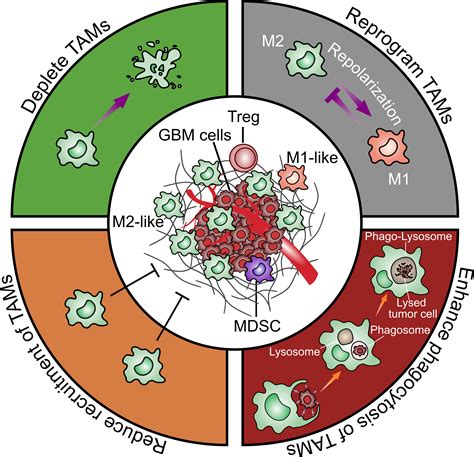 Frontiers Tumor Associated Microglia And Macrophages In Glioblastoma