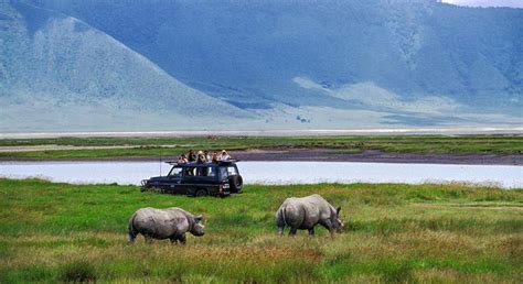 Giorno Di Safari Privato Nel Cratere Di Ngorongoro Getyourguide