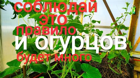Большинство не знает эту особенность огурца. Одно простое правило и ...