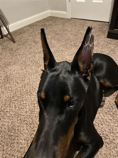 Doberman With Floppy Ears Cheap Selling Pinnaxis