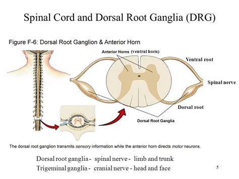 Ganglion In Nervous System