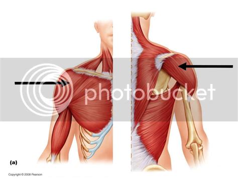 What Is The Function Of Deltoid Muscle