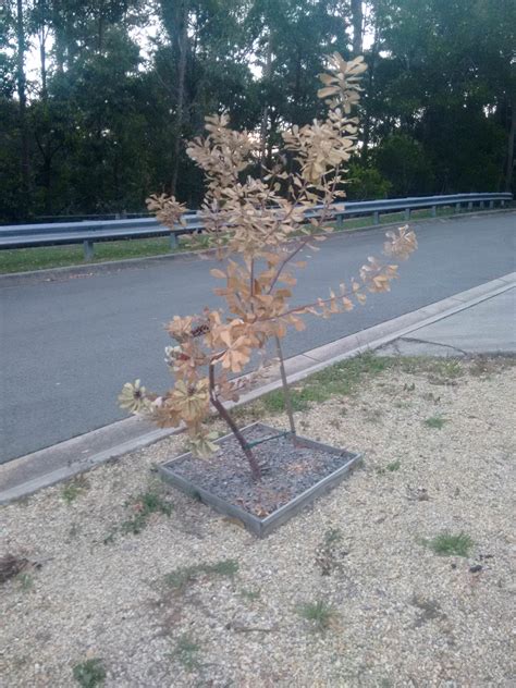 Dead Banksia Integrifolia Seq Raustralianplants