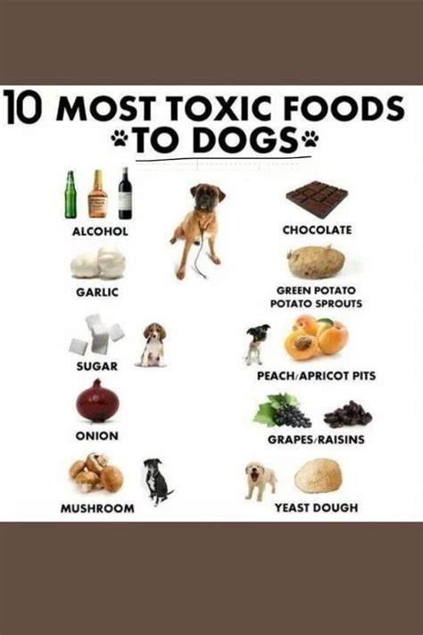 10 most toxic dog foods in 2024 | Toxic foods for dogs, Foods dogs can ...