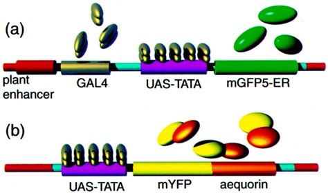 Diagrammatic Representation Of Gal4 Uas Transactivation A An Enhancer Download Scientific