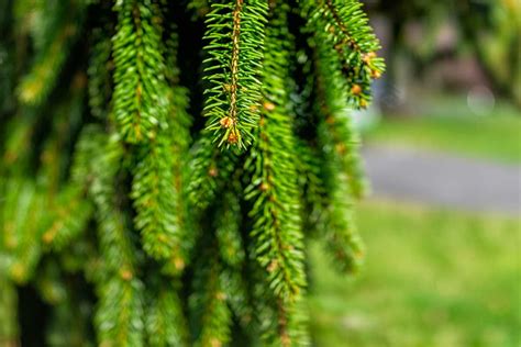 Weeping White Spruce Tree For Sale Buying Growing Guide Trees