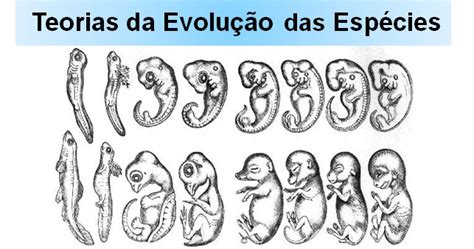 Teoria Da Evolução Biologia Enem