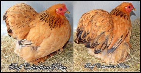 Pekin Bantams Rsa Photos Pekin Bantams Rsa Quality Rare Coloured Pekins