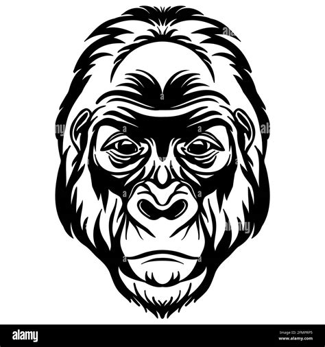 Gorilla Silhouette Hi Res Stock Photography And Images Alamy