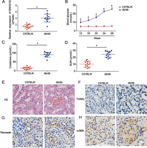 Snhg Was Increased In Db Db Mice A Relative Snhg Expression In