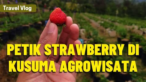 Petik Buah Strawberry Di Kusuma Agrowisata Batu Malang Youtube