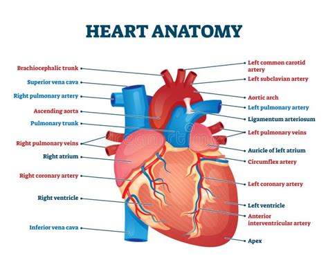 Parts of heart diagram stock vector. Illustration of human - 119157872