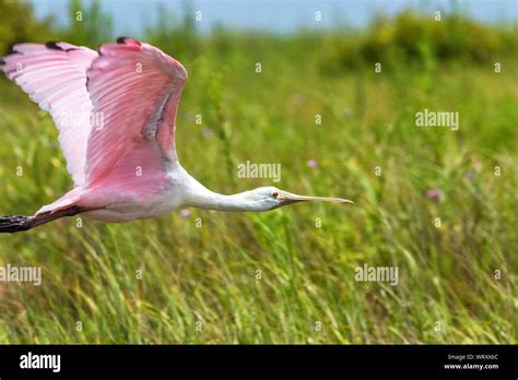 The Roseate Spoonbill Platalea Ajaja Flying Over Marsh Stock Photo