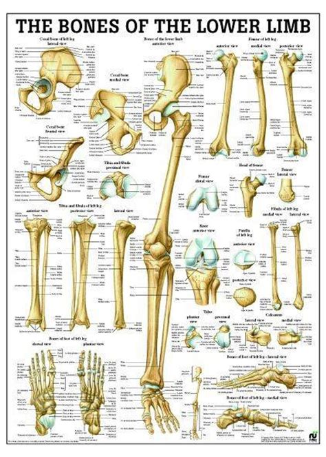 Rudiger Anatomie - Bones Of Lower Limb Laminated Anatomy Chart