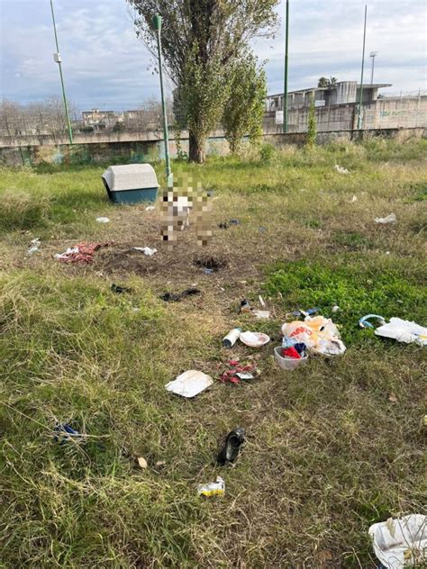 Cane Legato Ad Un Palo Tra I Rifiuti Intervengono Gli Agenti Della