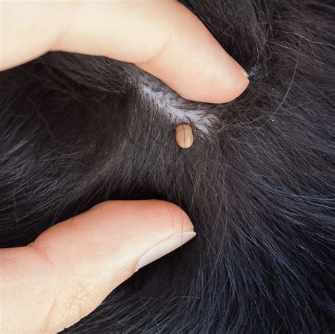 How to Get Rid of a Tick on Dogs