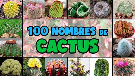 100 Tipos De Cactus Y Su Nombre CientÍfico Youtube