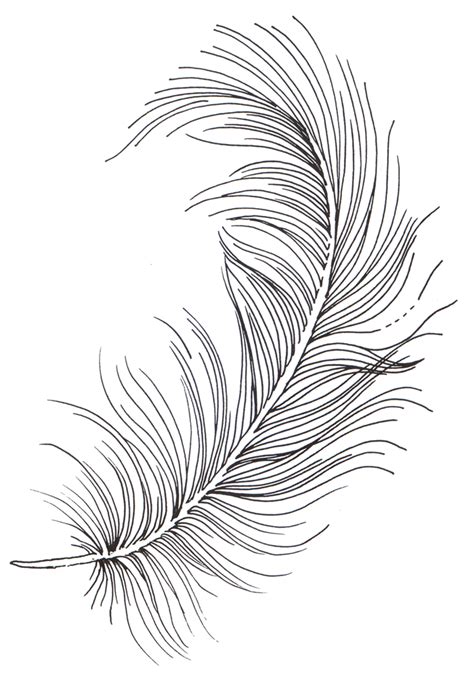 Line Drawing Feather At Getdrawings Free Download