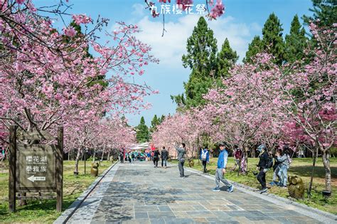 ｜南投景點｜2021九族櫻花祭，歷年難得一見4種品種5000棵櫻花齊綻放，讓你一秒來到日本 Hallo！im 婷兒