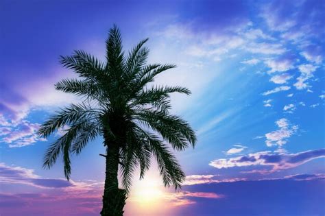 Premium Photo | Palm tree against a sunset sky silhouette of the tall ...